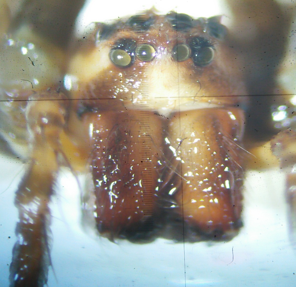 Figure 2: Frontal views of Psechrus taclobo n. sp. with a whitish yellow middle of carapace and sides of ALE (left) and the lighter form with brownish sides of ALE (right).