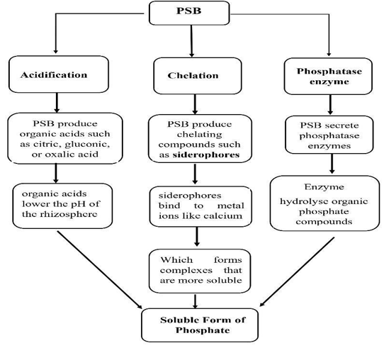 Figure 2: Flowchart illustrating various mechanisms of PSB.