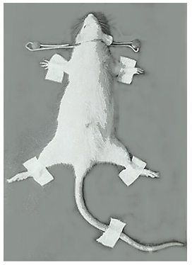Figure 2: Perfusion –fixation apparatus for fixation of rat brain for TEM study.