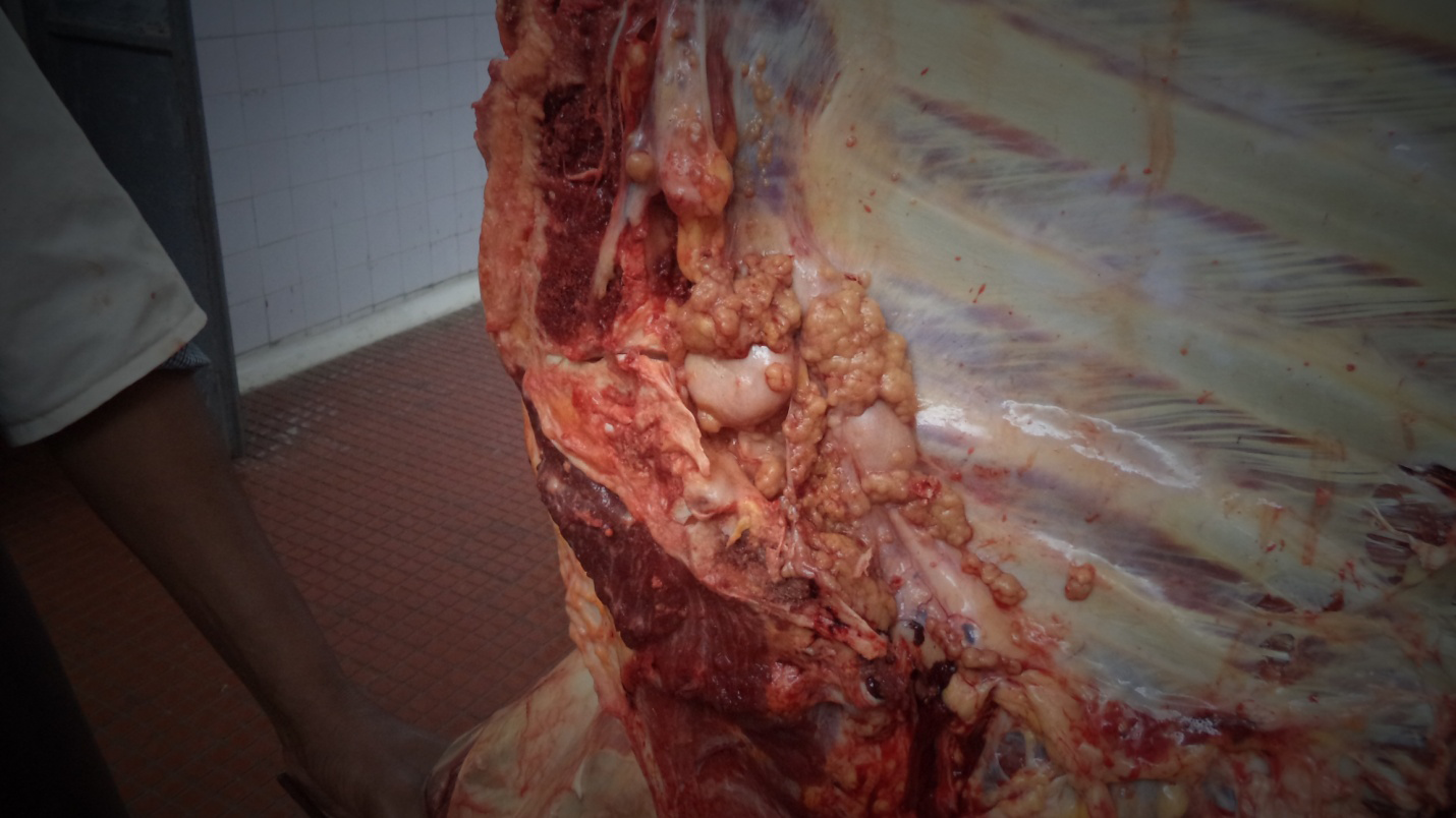 Figure 2: Sternal area of the thoracic cavity of cattle showing tuberculous lesions. Source: (Pal and co-investigators, 2017).
