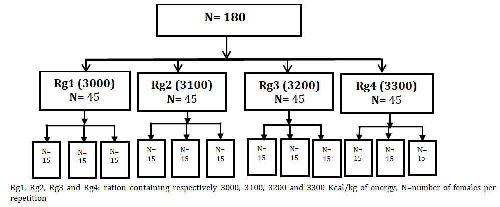 Figure 1: Experimental design.