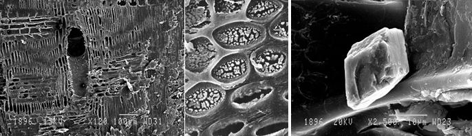 Figure 11: Wood Features Observed under SEM.