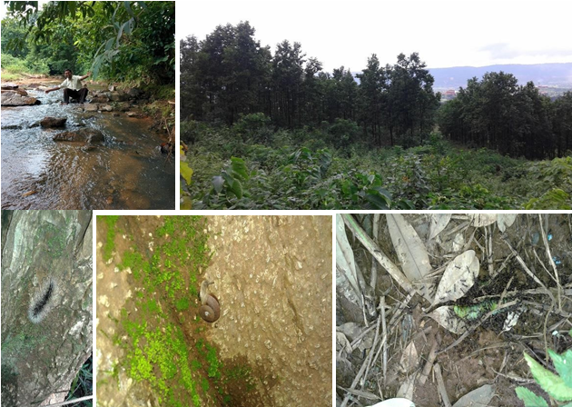 Figure 5: Vibrant Lush Green Forests of Odisha.