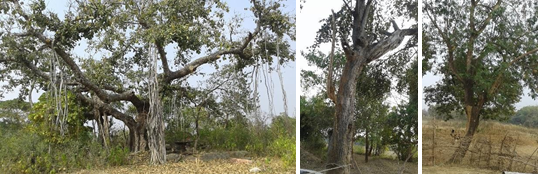 Figure 6: Mature Trees in the Dhanbad Region Selected for Control Sampling.