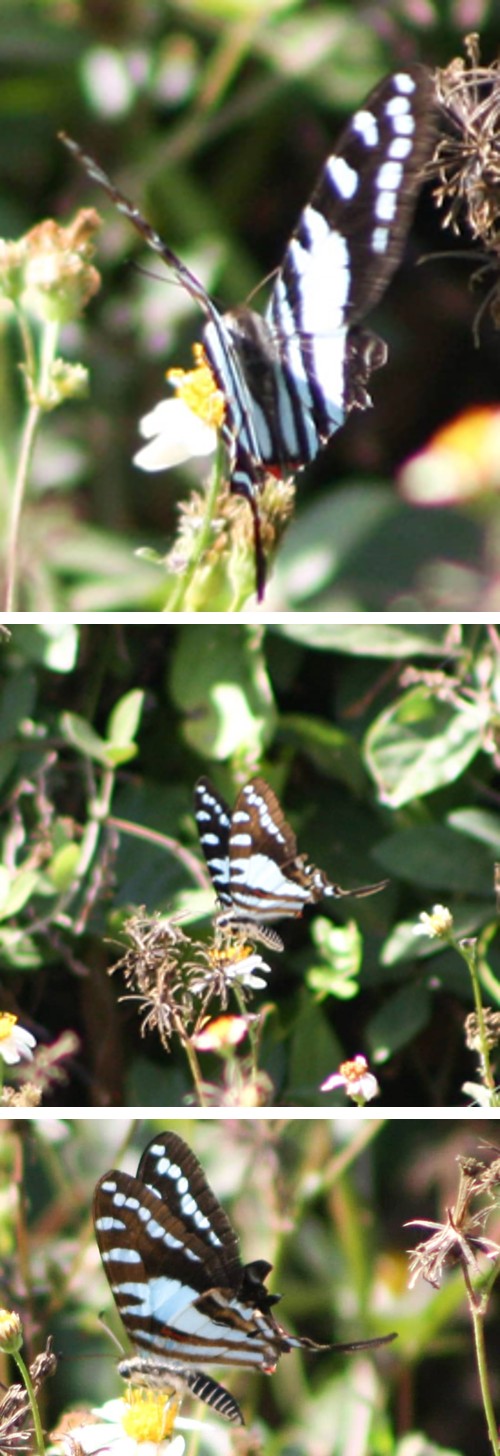 Figure 2: Neographium celadon in the house garden in Morón, Ciego de Ávila, Cuba.