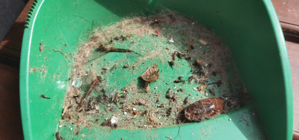 Figure 1: Insects that were swept out of the house.
