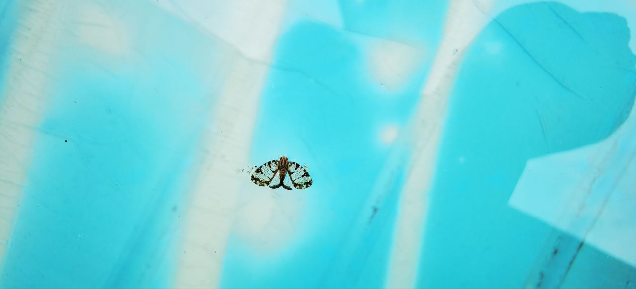 Figure 3: Dead insects in the pool.