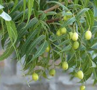 Figure 6: Azadiracta indica (Neem o Nim).