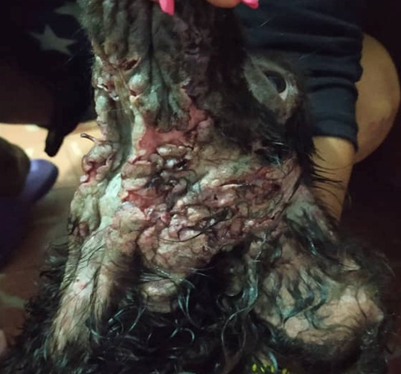 Figure 7: ** Adult dog with generalized demodicosis, with hair removal, thickening, erythema and hyperpigmentation on the skin of the neck.