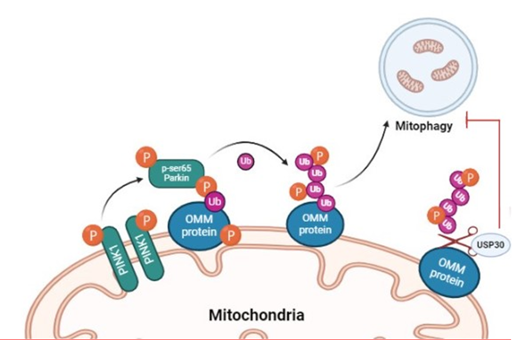 Figure 1: Mechanism of mitophagy regulated by PINK1/Parkin signalling.