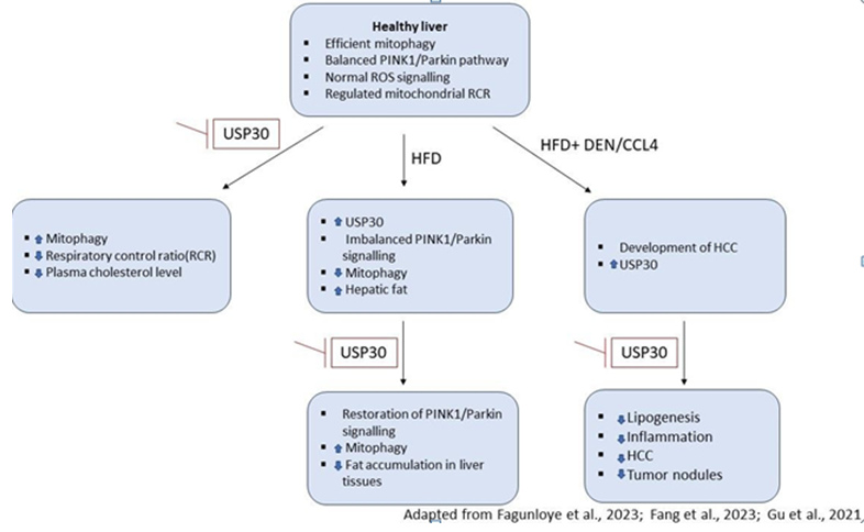 Figure 2: A schematic representation to show the role of USP30 inhibition in mitigating the high-fat diet-induced mitochondrial dysfunction.