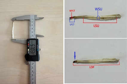 Figure 1: View of the os penis measured with a digital caliper. Blue Arrow: fibrous cartilaginous tissue, Length of the os penis (LOP), Length of the sulcus urethralis (LSU), Width of sulcus urethralis (WSU), Length of the fibrous cartilaginous tissue (LFCT), Width of the fibrous cartilaginous tissue (WFCT).