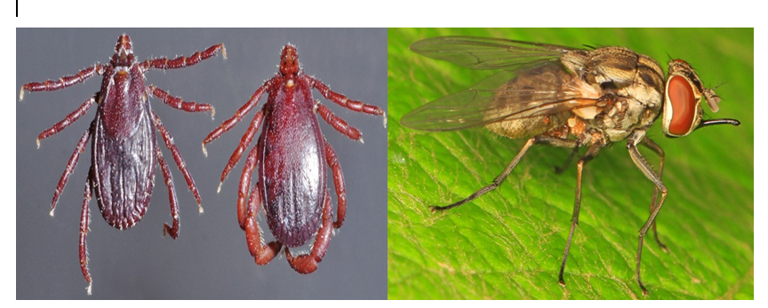Figure 1: Picture of Rhipicephalus ticks and stomoxys fly and transmit LSD respectively.