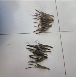 Figure 1: Autumn breeding of M. nipponense prawns (Top: Control group, Bottom: Experimental group).