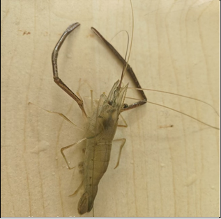 Figure 5: Spring breeding of M. nipponense prawns (Control group).
