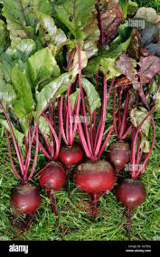 Figure 1: Beet root plant.