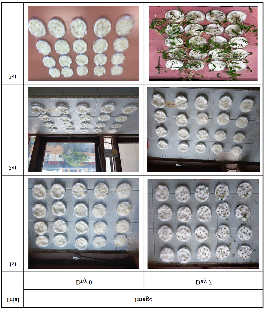 Figure 1: (A) Stomata Size of Stem in 20 ml Water (μm), (B) Stomata Size of Stem in 30 ml Water (μm), (C) Stomata Size of Stem in 40 ml Water (μm), (D) Stomata Size of Stem in 50 ml Water (μm), (E) Stomata Size of Stem in 60 ml Water (μm).