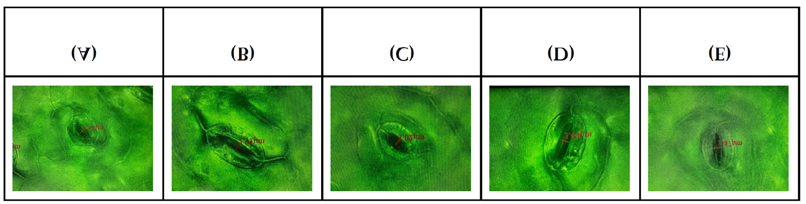 Figure 3: Average Stomata Size on Mung Bean Stems in Different Water Treatments (ml).