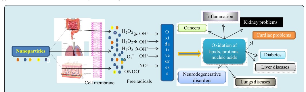 Figure 1: Nanoparticles influenced oxidative stress and latent harmful effects.