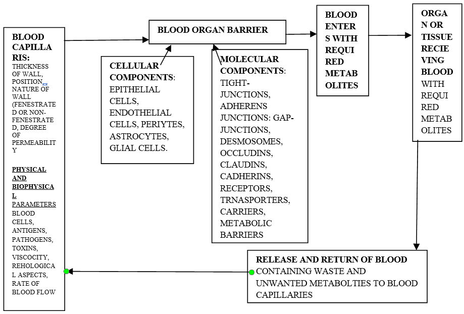 Figure 1: Conceptual Representation of Blood Organ Barrier.