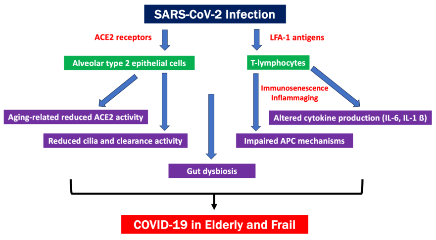 Figure 1: Age-Related Mechanisms Involved in Development of Severe COVID-19.