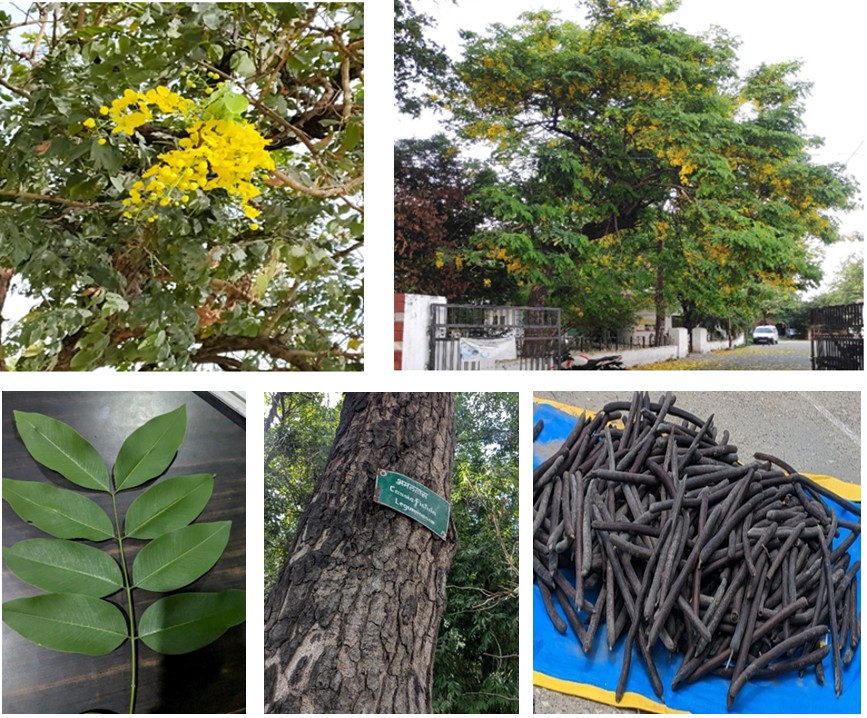 Figure 1: Fruit pulp, root bark, stem bark, leaves, flowers, pods, Root.