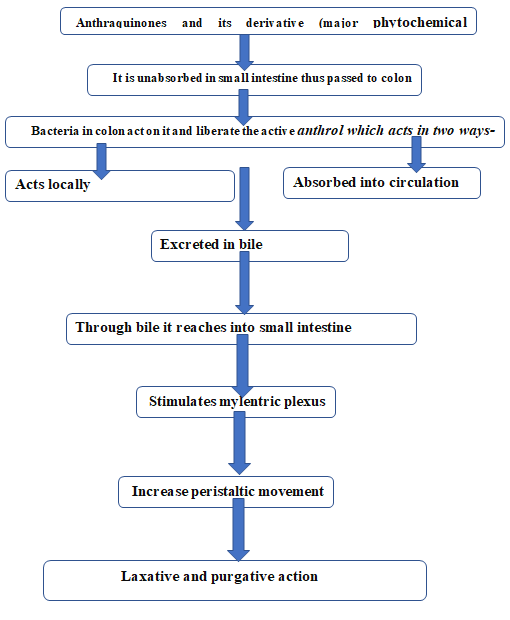 Figure 2: Mode of action of A_ragvadha_.