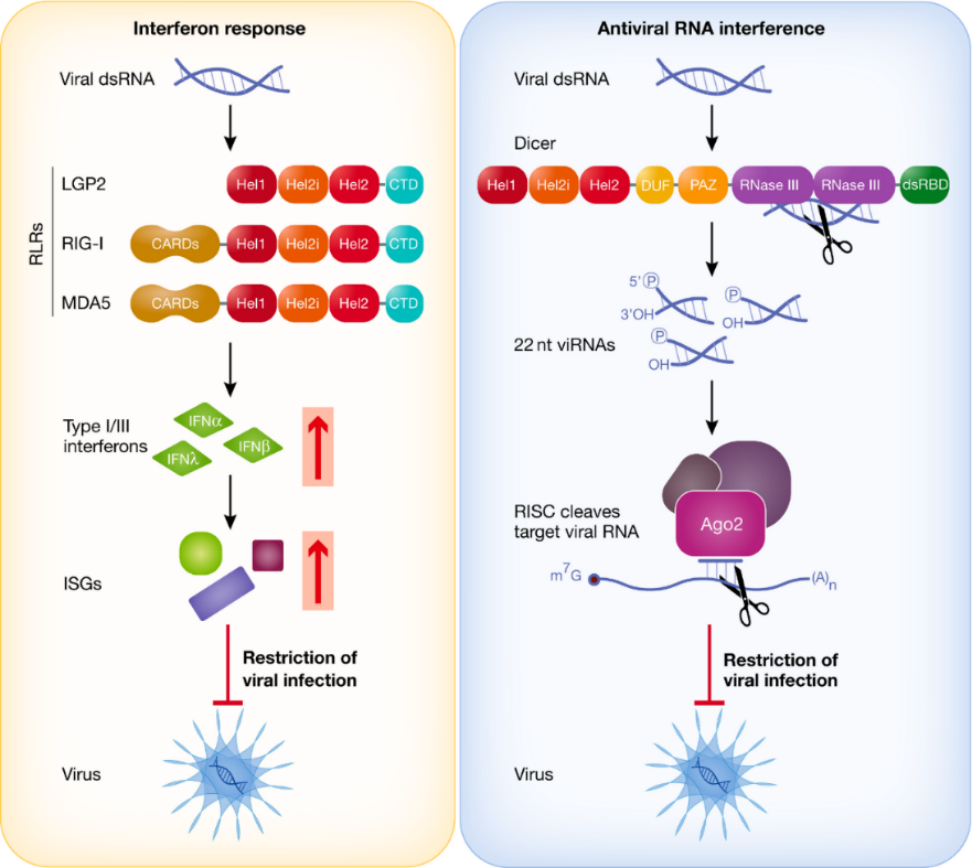 Figure 2: The dual mechanisms by which mammalian cells restrict viral infections: the IFN response and antiviral RNAi. On the left, the IFN response is depicted, where viral dsRNA is detected by RLRs such as LGP2, RIG-I, and MDA5, leading to the activation of type I and III interferons (IFN-α, IFN-λ, IFN-β). These interferons then induce the expression of ISGs that collectively inhibit viral replication. On the right, the antiviral RNAi pathway is shown, starting with the processing of viral dsRNA by Dicer into 22-nucleotide viRNAs, which are then incorporated into the RISC. The RISC, guided by viRNAs, cleaves the target viral RNA, leading to the degradation of viral RNA and the inhibition of viral replication. Image Source: [17].