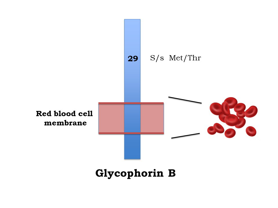 Figure 1: Structure of Glycophorin B. Glycophorin B (CD235b) is a Red Blood Cell Glycoprotein Consisting of 72 Amino Acids. The S/S Antigenic Determinant Is Located within the Extracellular Portion at Amino Acid 29, and Results from the Presence of Methionine or Threonine, respectively.