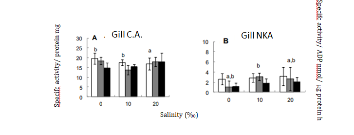 Figure 4: Enzyme activities in 6 (white columns), 12 (gray columns) and 24 (black columns) hours Enzyme activity were evaluated just in survive fish. Different letters indicates enzymatic activity increases.