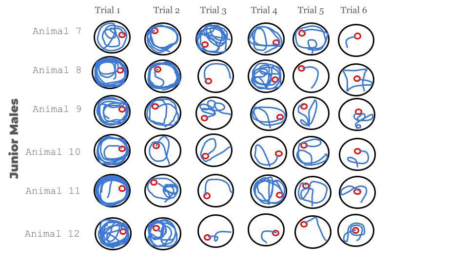 Figure 3: Different paths of the junior mice during the first session of trials. It is noticeable how chaotic the first trials were. It shows how in the beginning they were quite clumsy and scared, visible for their anxious movements in the water. But little by little their hippocampus and brain may be getting more and more prepared to understand and cope with the challenging situation through consecutive trials.