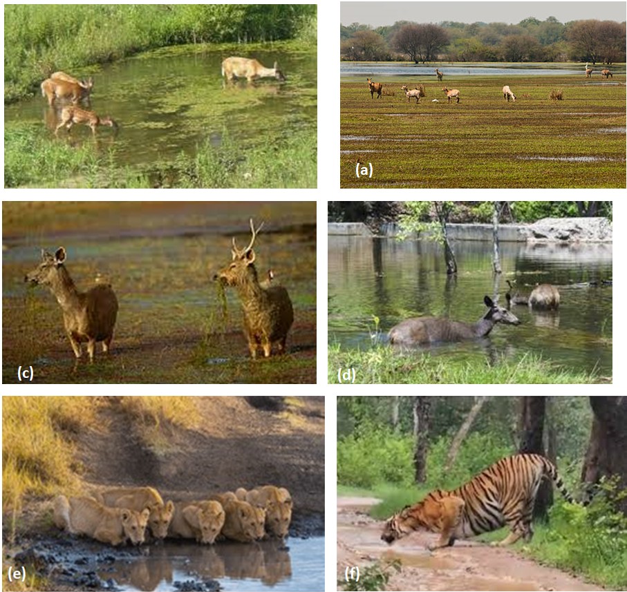 Figure 1: Most wild ruminants (antelopes and deer) (a-d) get infected with trematode parasites by eating contaminated aquatic vegetation, while carnivores (lions and tigers) (e,f) get infected with these parasites through contact with contaminated water and by eating contaminated meat of wild animals (preys).