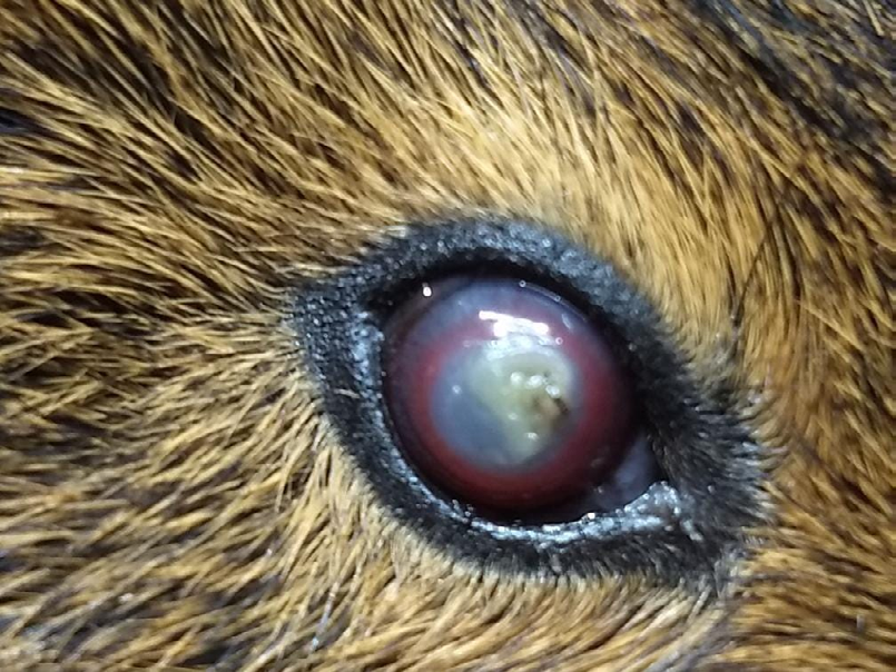 Figure 1: Beginning of the frame. Corneal surface dryness 3+, corneal opacity 3+, neovascularization, and corneal continuity solution attributed to exposure and eyelid paralysis.