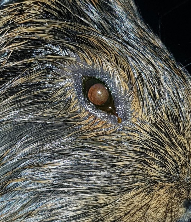 Figure 3: Improvement of the ocular condition, seven days after the beginning of the treatment.