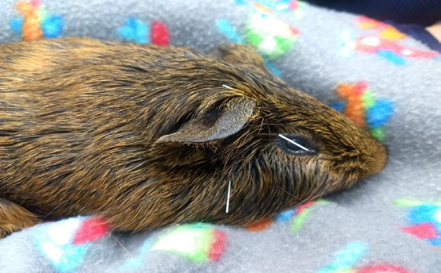 Figure 4: Acupuncture performed in Cavia porcellus.