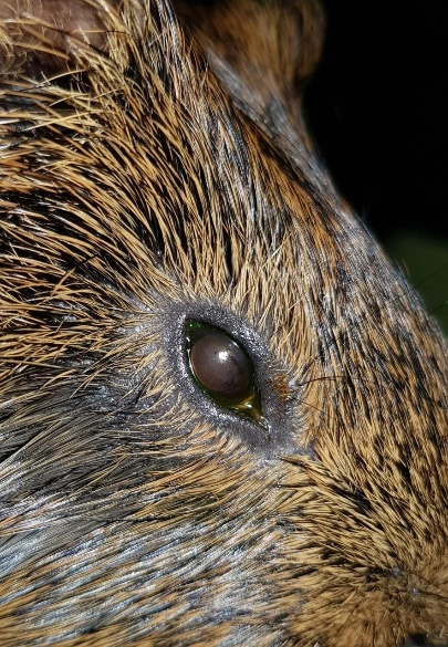 Figure 5: After the beginning of the acupuncture sessions, the patient presented a shiny corneal surface and absence of eyelid ptosis.