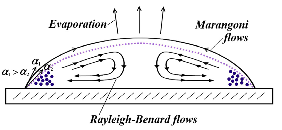 Figure 1: A Schematic Illustration of the Currents Occurring Inside the Evaporating Droplet of C70 Solution.