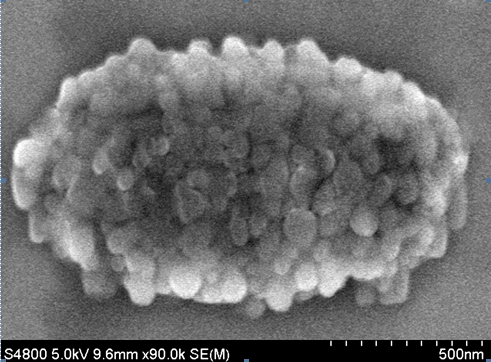 Figure 2: SEM Image of C70 Aggregates Formed from the Evaporation of an Organic Solvent in a Microdropleto C70 Solution at Room Temperature (~24 ± 1°C).