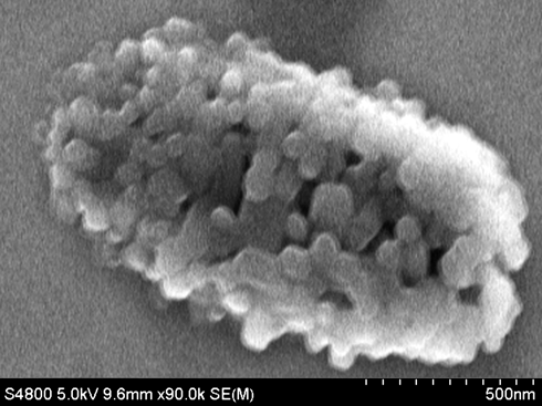 Figure 3: SEM Image of C70 Nanoaggregates after Heating to ~185°C on the Substrate Surface.