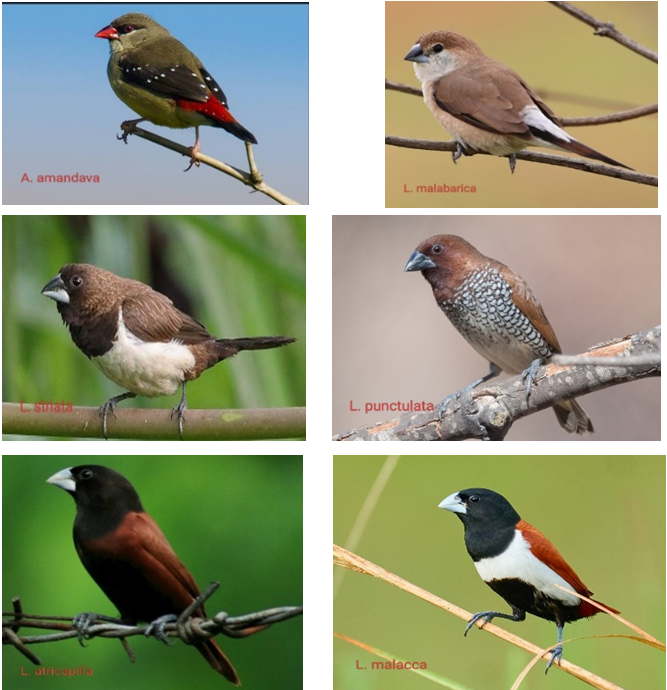 Figure 3: Amandava, Malabarica, Striata, Punctulata, Atricapilla, Malacca.