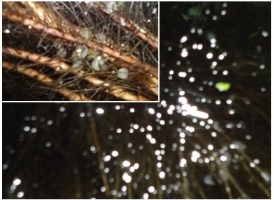 Figure 4: The deposited sticky eggs of _M. pancalus_ at the roots of water hyacinths. The adhesive egg in zoom view (inset).