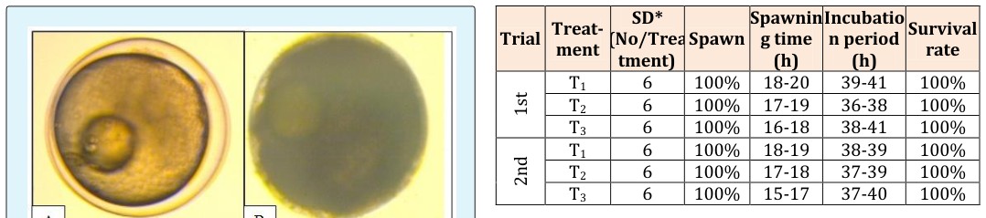 Figure 5: The fertilized (A) and unfertilized (B) egg of _M._ _pancalus._