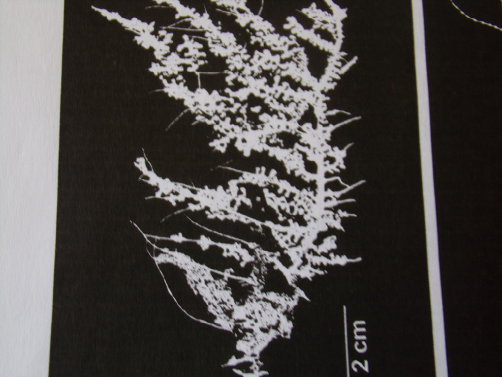 Figure 4: _Thouarella koellikeri_ [8].