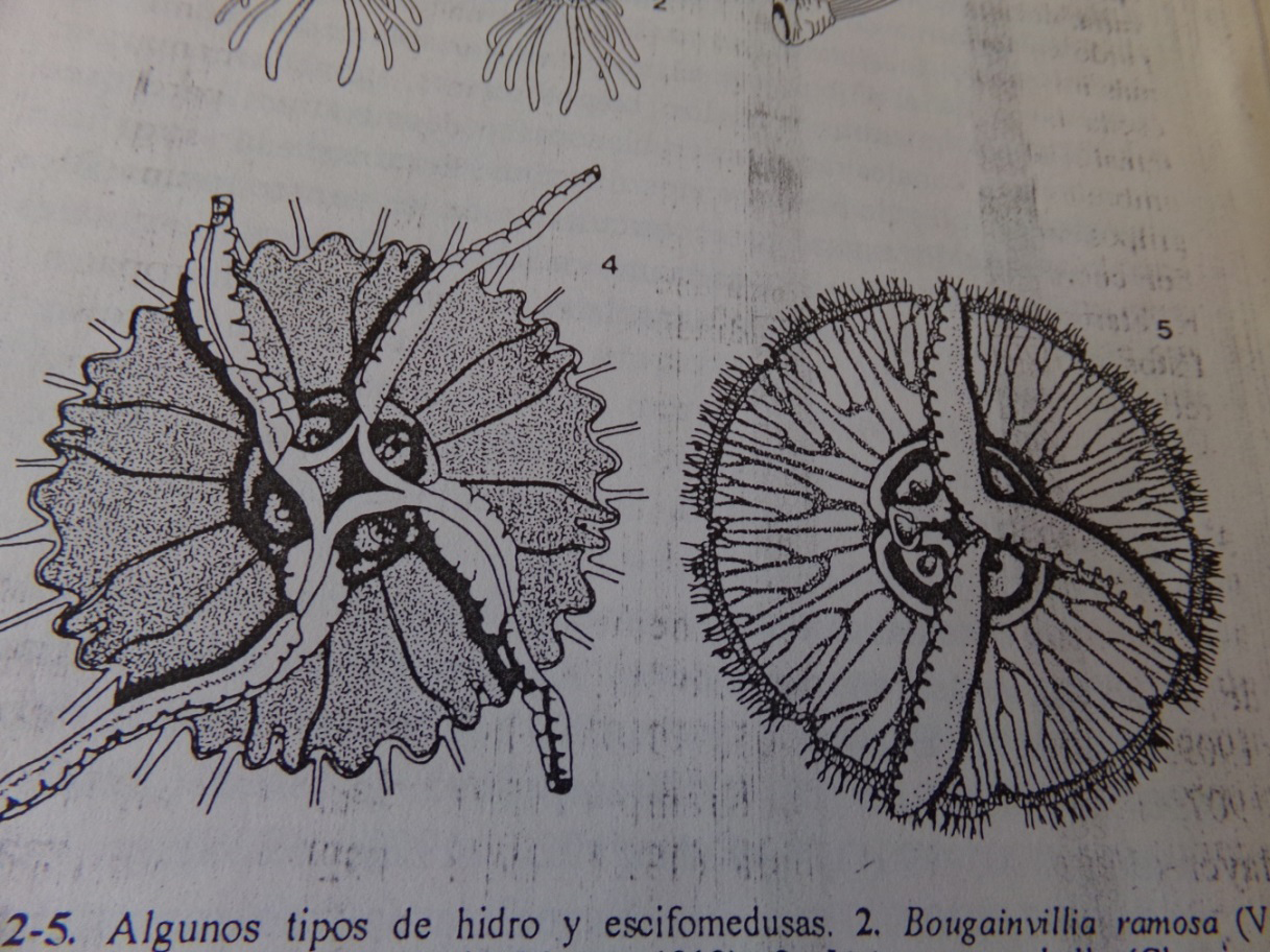 Figure 9: General view of some species of Scyphomedusae with oral arms [12].