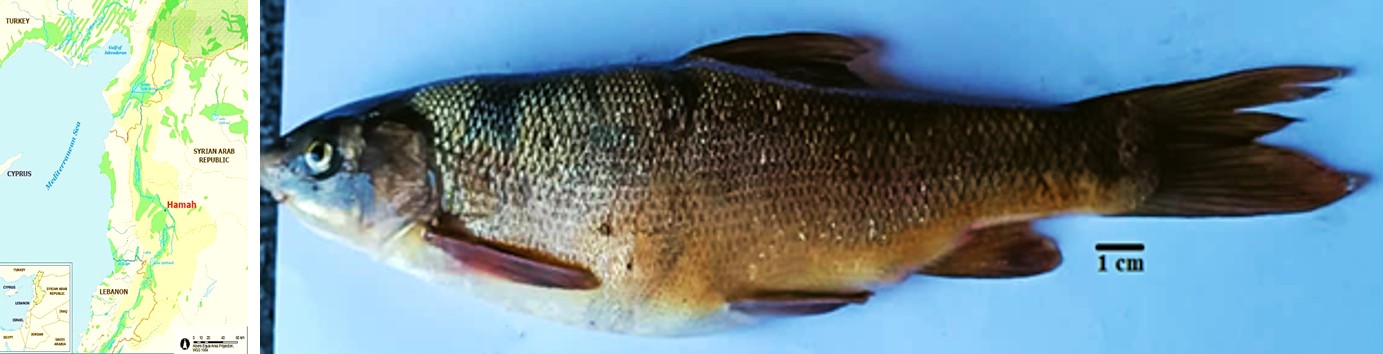 Figure 1: a. Orontes River (a middle-reach river, Hamah). b. Female individual of Chondrostoma regium with a total length of 26.5cm.