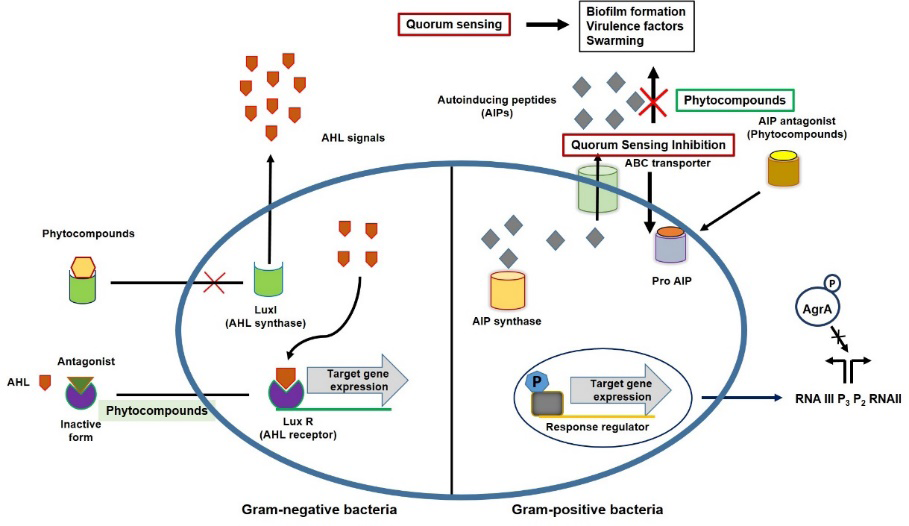 Figure 1: Different mechanisms of interfering quorum sensing in Gram-negative and Gram-positive bacteria.