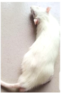 Figure 4: Comparative Anatomy of the Blood Supply of Rat and Human Brain (Google images).