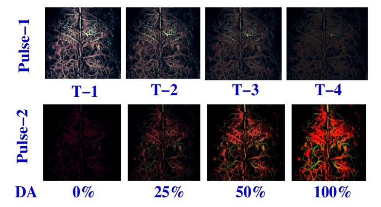 Figure 3: An illustration of a possible DP-PAT image at different time intervals for an ideal case. DA is the drug activity.