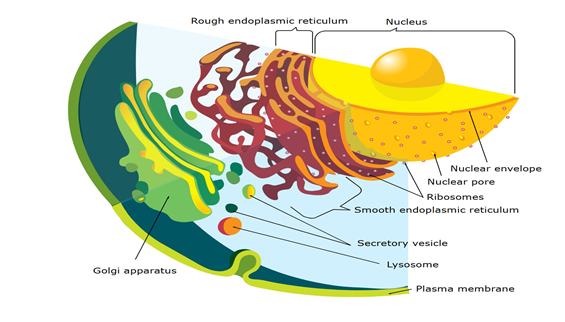 Figure 1: Endomembrane system on a Eukaryot cell. This image is licensed under creative commons attribution.