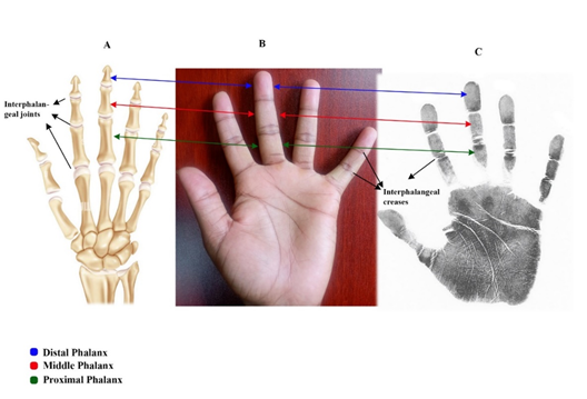 Figure 2: Positions of Finger Phalanges Illustrated on A: Human Hand Skeleton; B: Human Hand and C: Their Corresponding Phalangeal Fingerprints.